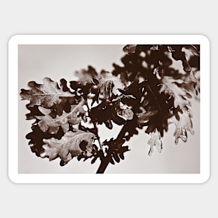 ‘Oak Leaf Cluster’ - a sepia-treated image Sticker